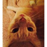 Kirsten Dunst Instagram – Happy Caturday 🐈