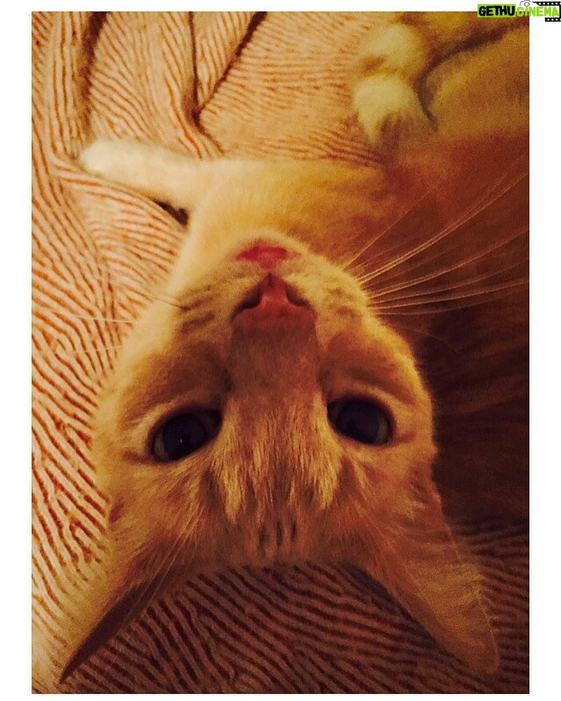Kirsten Dunst Instagram - Happy Caturday 🐈