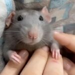 Kristin Chenoweth Instagram - This is my energy encompassed in one video… 🐭✨💕🐀 #popular 🎥: @ratofig @shabanova.al