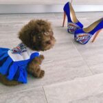 Kristin Chenoweth Instagram - HAPPY BIRTHDAY THUNDY!!! Mama wuvs you so much. Shes SEVEN today 🥹💗🐾⚡️ #thunderpup