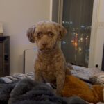 Kristin Chenoweth Instagram – Can I help you, Thunder??? Full stalker while I eat.