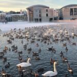 Laufey Instagram - last moments of 2023 🦢🦆🐖 Reykjavík, Iceland