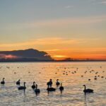 Laufey Instagram - last moments of 2023 🦢🦆🐖 Reykjavík, Iceland