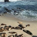 Laufey Instagram - california for a second Los Angeles, California