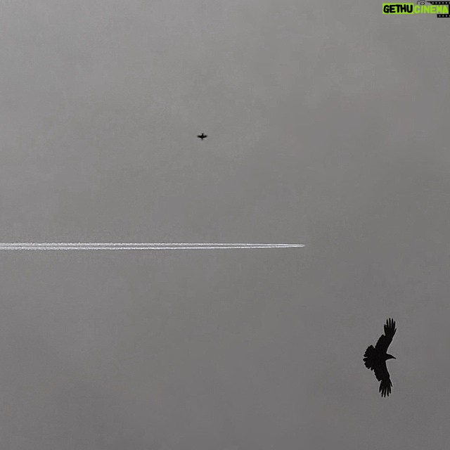 Lauren German Instagram - 2 birds / 1 plane