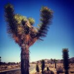 Lauren German Instagram – Freeze!! Joshua Tree National Park
