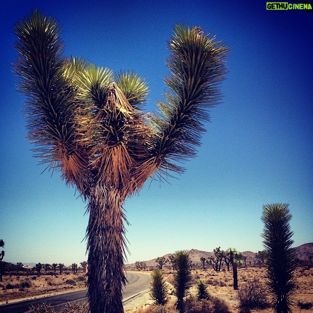 Lauren German Instagram - Freeze!! Joshua Tree National Park
