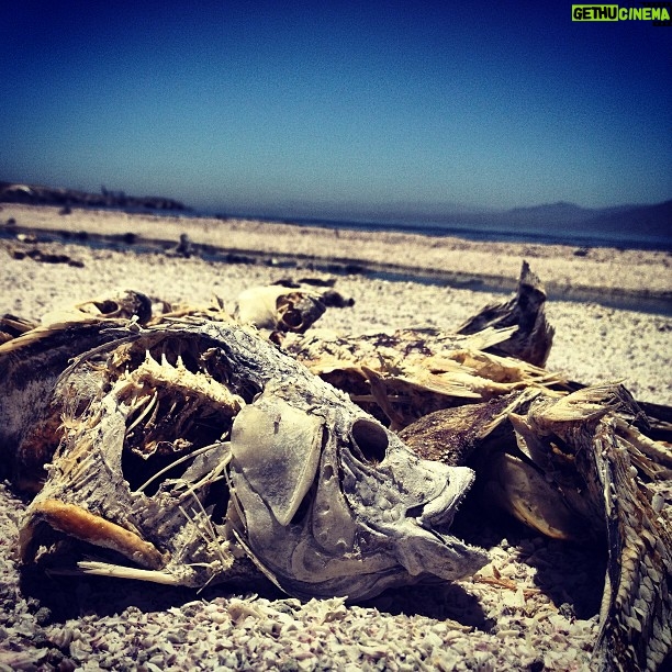 Lauren German Instagram - Salton Sea.