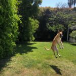 Lauren German Instagram -