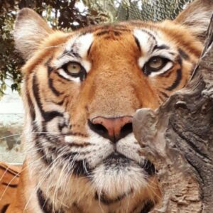 Lauren German Instagram - Thank you @moppyoppenheimer for adopting Gopal in my name. Please donate to @bornfreefoundation to protect the world’s dwindling wildlife if you can, many thanks