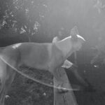 Lauren German Instagram -