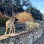 Lauren German Instagram –