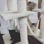Lindsey Morgan Instagram - Yesterday we had to say goodbye to the KITTEN CONDOMINIUM 🥹 It’s been such a hilarious treat raising Britzia’s babies until they were ready to go their new homes. All boys. All unique and fun and sweet in their own way. I’ll miss my boys but im happy they’re all going to fabulous new homes. Here’s to Smokes, Stoney and Tiger 🤍🤍🤍 Your grandma & grandpa love you