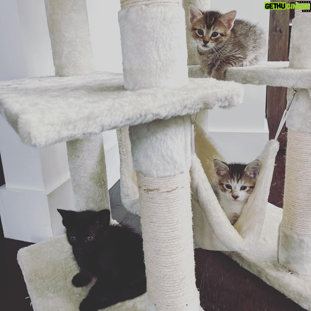 Lindsey Morgan Instagram - Yesterday we had to say goodbye to the KITTEN CONDOMINIUM 🥹 It’s been such a hilarious treat raising Britzia’s babies until they were ready to go their new homes. All boys. All unique and fun and sweet in their own way. I’ll miss my boys but im happy they’re all going to fabulous new homes. Here’s to Smokes, Stoney and Tiger 🤍🤍🤍 Your grandma & grandpa love you