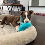 Lindsey Morgan Instagram - Got our hands full over here . . . Name suggestions?
