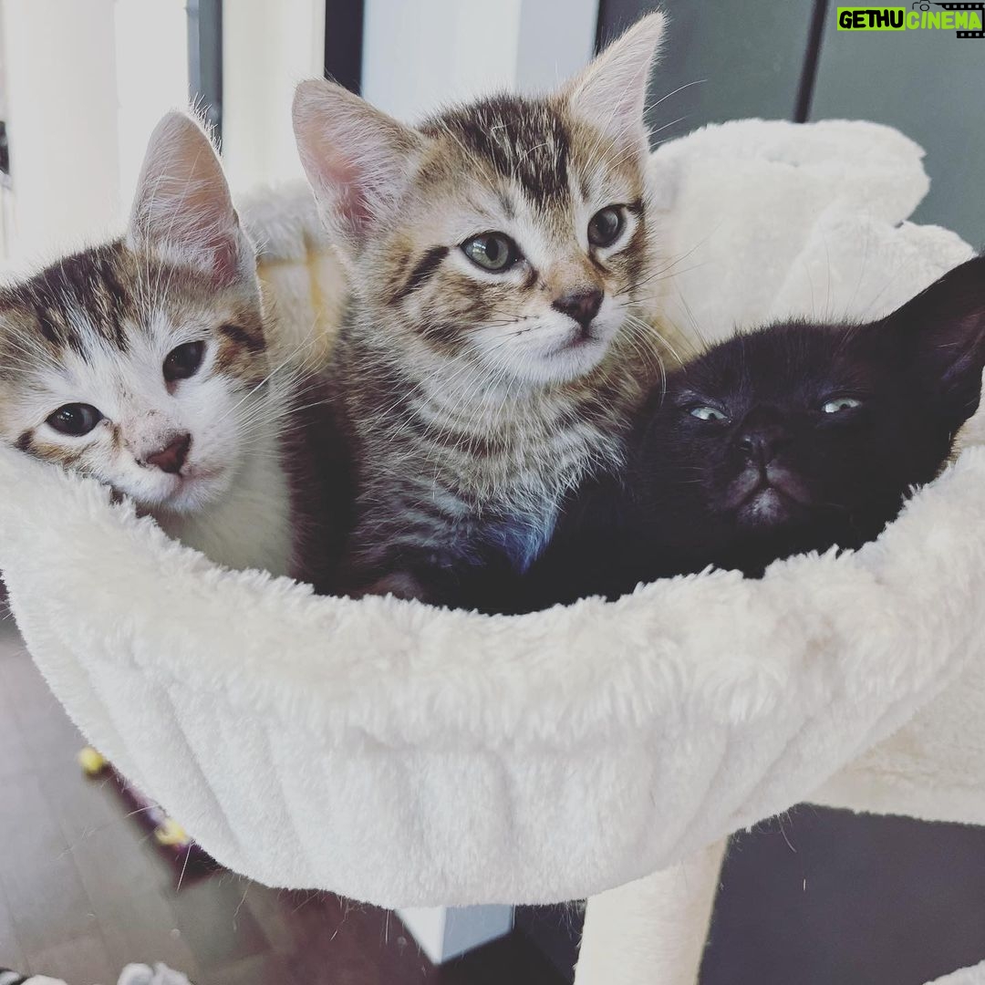 Lindsey Morgan Instagram - Yesterday we had to say goodbye to the KITTEN CONDOMINIUM 🥹 It’s been such a hilarious treat raising Britzia’s babies until they were ready to go their new homes. All boys. All unique and fun and sweet in their own way. I’ll miss my boys but im happy they’re all going to fabulous new homes. Here’s to Smokes, Stoney and Tiger 🤍🤍🤍 Your grandma & grandpa love you