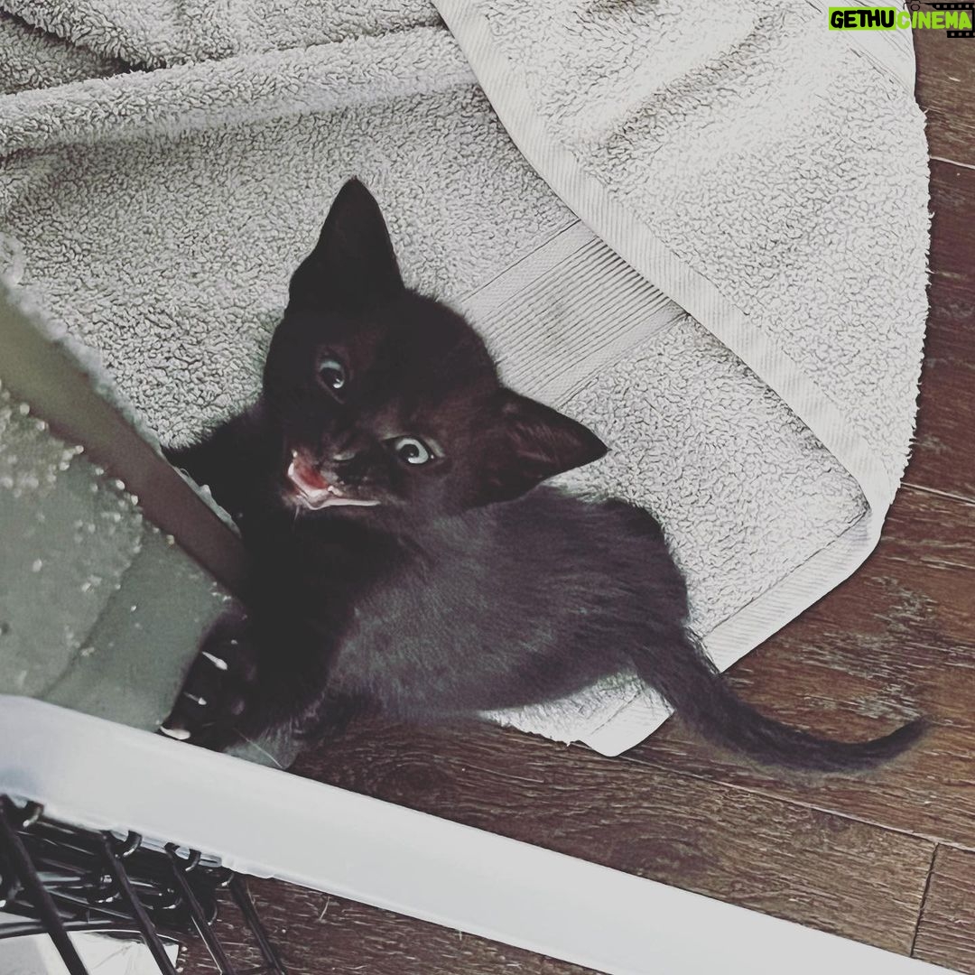 Lindsey Morgan Instagram - Yesterday we had to say goodbye to the KITTEN CONDOMINIUM 🥹 It’s been such a hilarious treat raising Britzia’s babies until they were ready to go their new homes. All boys. All unique and fun and sweet in their own way. I’ll miss my boys but im happy they’re all going to fabulous new homes. Here’s to Smokes, Stoney and Tiger 🤍🤍🤍 Your grandma & grandpa love you