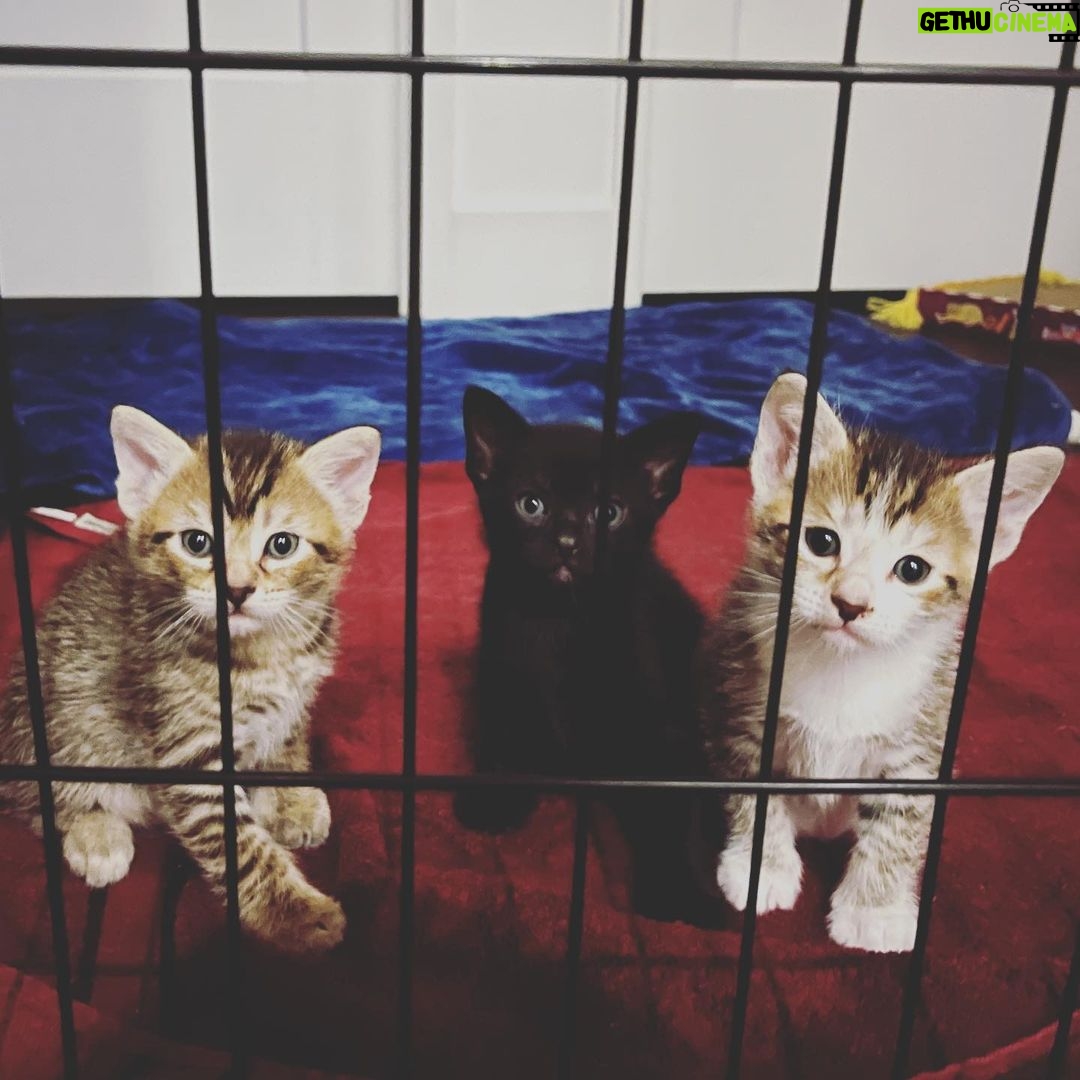 Lindsey Morgan Instagram - Yesterday we had to say goodbye to the KITTEN CONDOMINIUM 🥹 It’s been such a hilarious treat raising Britzia’s babies until they were ready to go their new homes. All boys. All unique and fun and sweet in their own way. I’ll miss my boys but im happy they’re all going to fabulous new homes. Here’s to Smokes, Stoney and Tiger 🤍🤍🤍 Your grandma & grandpa love you