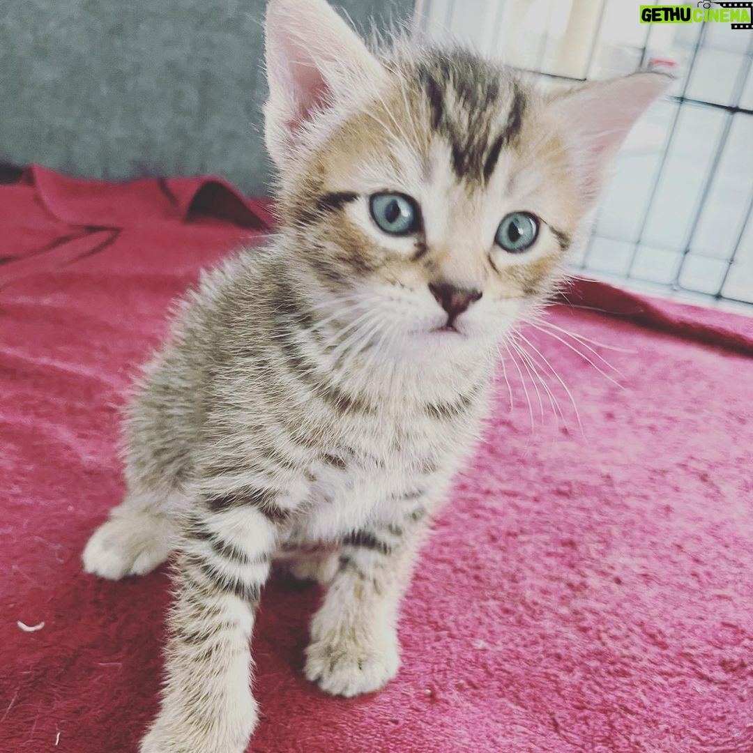 Lindsey Morgan Instagram - Yesterday we had to say goodbye to the KITTEN CONDOMINIUM 🥹 It’s been such a hilarious treat raising Britzia’s babies until they were ready to go their new homes. All boys. All unique and fun and sweet in their own way. I’ll miss my boys but im happy they’re all going to fabulous new homes. Here’s to Smokes, Stoney and Tiger 🤍🤍🤍 Your grandma & grandpa love you