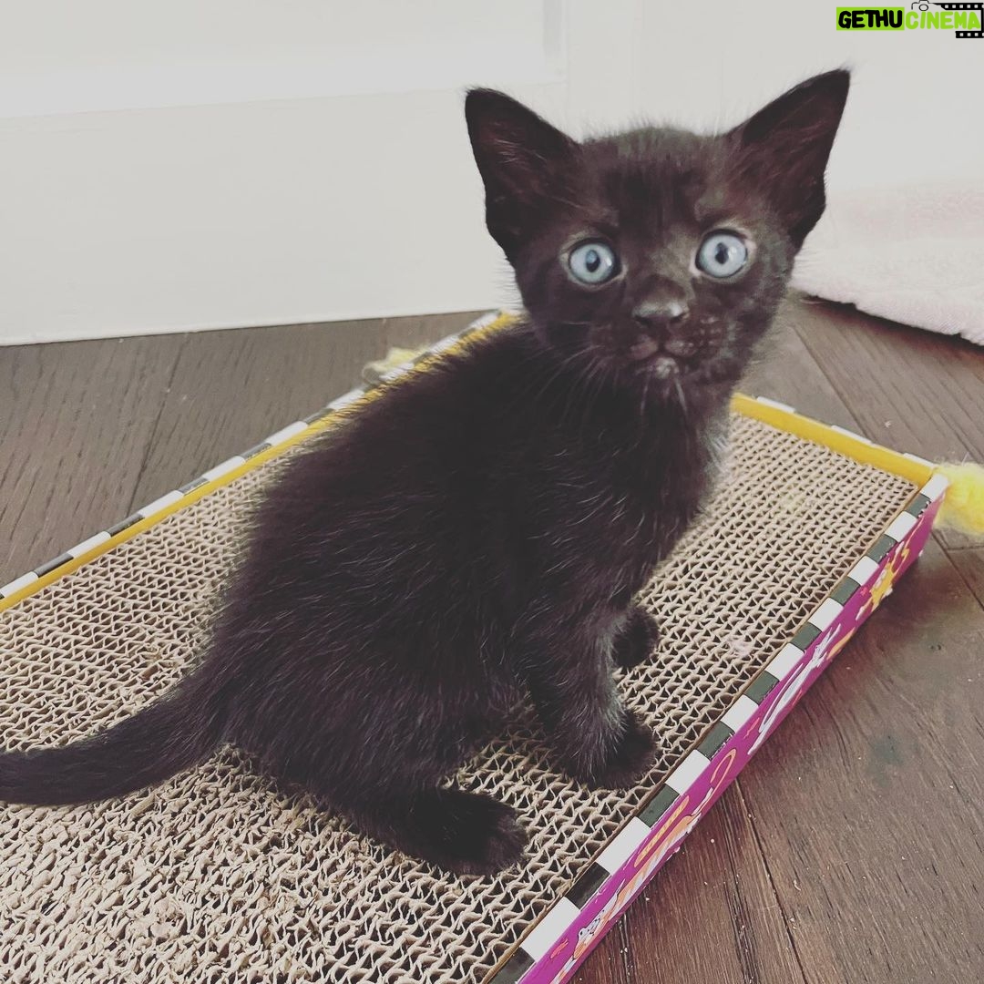 Lindsey Morgan Instagram - Yesterday we had to say goodbye to the KITTEN CONDOMINIUM 🥹 It’s been such a hilarious treat raising Britzia’s babies until they were ready to go their new homes. All boys. All unique and fun and sweet in their own way. I’ll miss my boys but im happy they’re all going to fabulous new homes. Here’s to Smokes, Stoney and Tiger 🤍🤍🤍 Your grandma & grandpa love you
