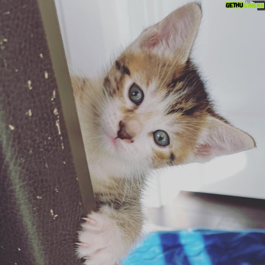 Lindsey Morgan Instagram - Yesterday we had to say goodbye to the KITTEN CONDOMINIUM 🥹 It’s been such a hilarious treat raising Britzia’s babies until they were ready to go their new homes. All boys. All unique and fun and sweet in their own way. I’ll miss my boys but im happy they’re all going to fabulous new homes. Here’s to Smokes, Stoney and Tiger 🤍🤍🤍 Your grandma & grandpa love you