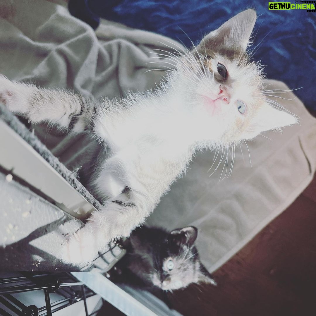 Lindsey Morgan Instagram - Yesterday we had to say goodbye to the KITTEN CONDOMINIUM 🥹 It’s been such a hilarious treat raising Britzia’s babies until they were ready to go their new homes. All boys. All unique and fun and sweet in their own way. I’ll miss my boys but im happy they’re all going to fabulous new homes. Here’s to Smokes, Stoney and Tiger 🤍🤍🤍 Your grandma & grandpa love you