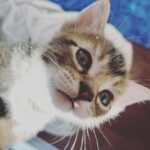 Lindsey Morgan Instagram - Yesterday we had to say goodbye to the KITTEN CONDOMINIUM 🥹 It’s been such a hilarious treat raising Britzia’s babies until they were ready to go their new homes. All boys. All unique and fun and sweet in their own way. I’ll miss my boys but im happy they’re all going to fabulous new homes. Here’s to Smokes, Stoney and Tiger 🤍🤍🤍 Your grandma & grandpa love you