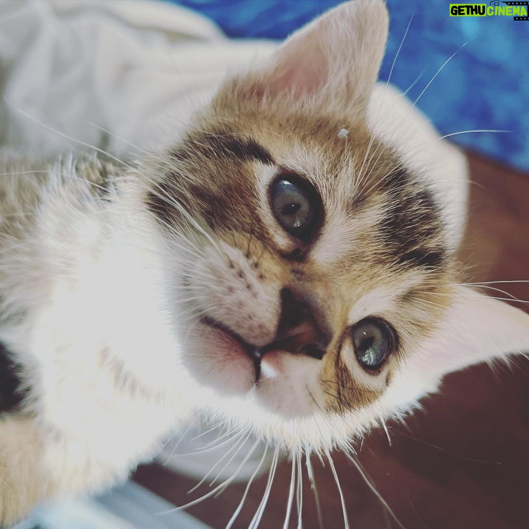 Lindsey Morgan Instagram - Yesterday we had to say goodbye to the KITTEN CONDOMINIUM 🥹 It’s been such a hilarious treat raising Britzia’s babies until they were ready to go their new homes. All boys. All unique and fun and sweet in their own way. I’ll miss my boys but im happy they’re all going to fabulous new homes. Here’s to Smokes, Stoney and Tiger 🤍🤍🤍 Your grandma & grandpa love you