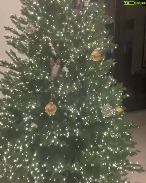 Lindsey Morgan Instagram - Honestly, don’t want the best Christmas of my life to end ☺️