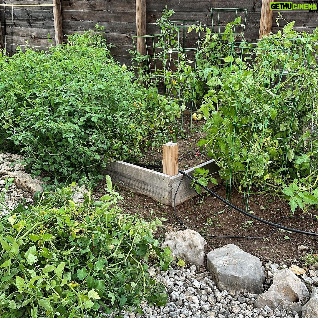 Lindsey Morgan Instagram - A whole new meaning to “kill your darlings” I have to obliterate 4/5ths of my harvest because we didn’t add structure to the tomatoes and now they’re choking everything and everything is blooming but nothing is ripening. My poor little beans can’t get any sun and even the dang tomatoes can’t (bc there’s sooo much new growth)… There is a metaphor in there but I’m too busy to find it. Please send your home gardening tips. #help #coveredindirt
