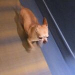 Maggie Civantos Instagram - Tito, vuela alto ❤️ …aún asimilando … es difícil sintetizar todo los sentimientos …aun escucho sus patitas caminando por la casa… …siempre me sentí muy afortunada por haberlo encontrado. Ahora solo me quedar recordar y agradecer cada segundo de los ocho años que estuvimos juntos, mi amigo y compañero de viaje. Agradecida por todo el amor que me dio, las risas, lo mucho que aprendí de él, de mi perro, de la lealtad,la paciencia, el amor y la poderosa compañía, amigo inseparable. Gracias Tito por ser tan especial! I’m so grateful for every second I have lived next to him He taught me so many beautiful things…he was an angel ❤️ Forever @tito_superdog ❤️ Descansa en paz