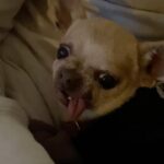 Maggie Civantos Instagram - Tito, vuela alto ❤️ …aún asimilando … es difícil sintetizar todo los sentimientos …aun escucho sus patitas caminando por la casa… …siempre me sentí muy afortunada por haberlo encontrado. Ahora solo me quedar recordar y agradecer cada segundo de los ocho años que estuvimos juntos, mi amigo y compañero de viaje. Agradecida por todo el amor que me dio, las risas, lo mucho que aprendí de él, de mi perro, de la lealtad,la paciencia, el amor y la poderosa compañía, amigo inseparable. Gracias Tito por ser tan especial! I’m so grateful for every second I have lived next to him He taught me so many beautiful things…he was an angel ❤️ Forever @tito_superdog ❤️ Descansa en paz