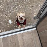 Maggie Civantos Instagram - Tito, vuela alto ❤️ …aún asimilando … es difícil sintetizar todo los sentimientos …aun escucho sus patitas caminando por la casa… …siempre me sentí muy afortunada por haberlo encontrado. Ahora solo me quedar recordar y agradecer cada segundo de los ocho años que estuvimos juntos, mi amigo y compañero de viaje. Agradecida por todo el amor que me dio, las risas, lo mucho que aprendí de él, de mi perro, de la lealtad,la paciencia, el amor y la poderosa compañía, amigo inseparable. Gracias Tito por ser tan especial! I’m so grateful for every second I have lived next to him He taught me so many beautiful things…he was an angel ❤️ Forever @tito_superdog ❤️ Descansa en paz