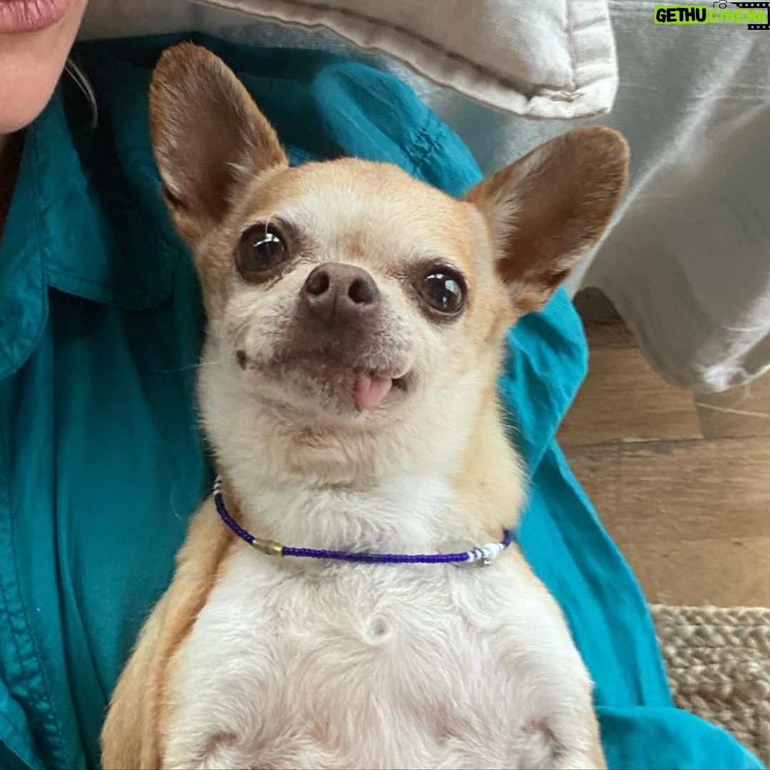 Maggie Civantos - 99.3K Likes - Tito, vuela alto ❤️
…aún asimilando … es difícil sintetizar todo los sentimientos …aun escucho sus patitas caminando por la casa…
…siempre me sentí muy afortunada por haberlo encontrado. Ahora solo me quedar recordar y agradecer cada segundo de los ocho años que estuvimos juntos, mi amigo y compañero de viaje.
Agradecida por todo el amor que me dio, las risas, lo mucho que aprendí de él, de mi perro, de la lealtad,la paciencia, el amor y la poderosa compañía, amigo inseparable.
Gracias Tito por ser tan especial!
I’m so grateful for every second I have lived next to him He taught me so many beautiful things…he was an angel ❤️
Forever @tito_superdog ❤️
Descansa en paz