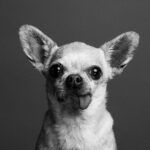 Maggie Civantos Instagram - Tito, vuela alto ❤️ …aún asimilando … es difícil sintetizar todo los sentimientos …aun escucho sus patitas caminando por la casa… …siempre me sentí muy afortunada por haberlo encontrado. Ahora solo me quedar recordar y agradecer cada segundo de los ocho años que estuvimos juntos, mi amigo y compañero de viaje. Agradecida por todo el amor que me dio, las risas, lo mucho que aprendí de él, de mi perro, de la lealtad,la paciencia, el amor y la poderosa compañía, amigo inseparable. Gracias Tito por ser tan especial! I’m so grateful for every second I have lived next to him He taught me so many beautiful things…he was an angel ❤️ Forever @tito_superdog ❤️ Descansa en paz