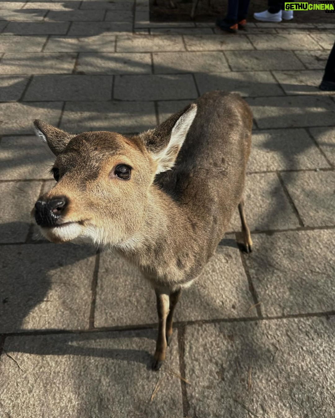 María Chacón Instagram - De los días más bonitos. 🦌🌲🤍 Haciendo feliz a la de la última foto 🥹🤍 Nara Park, Japan