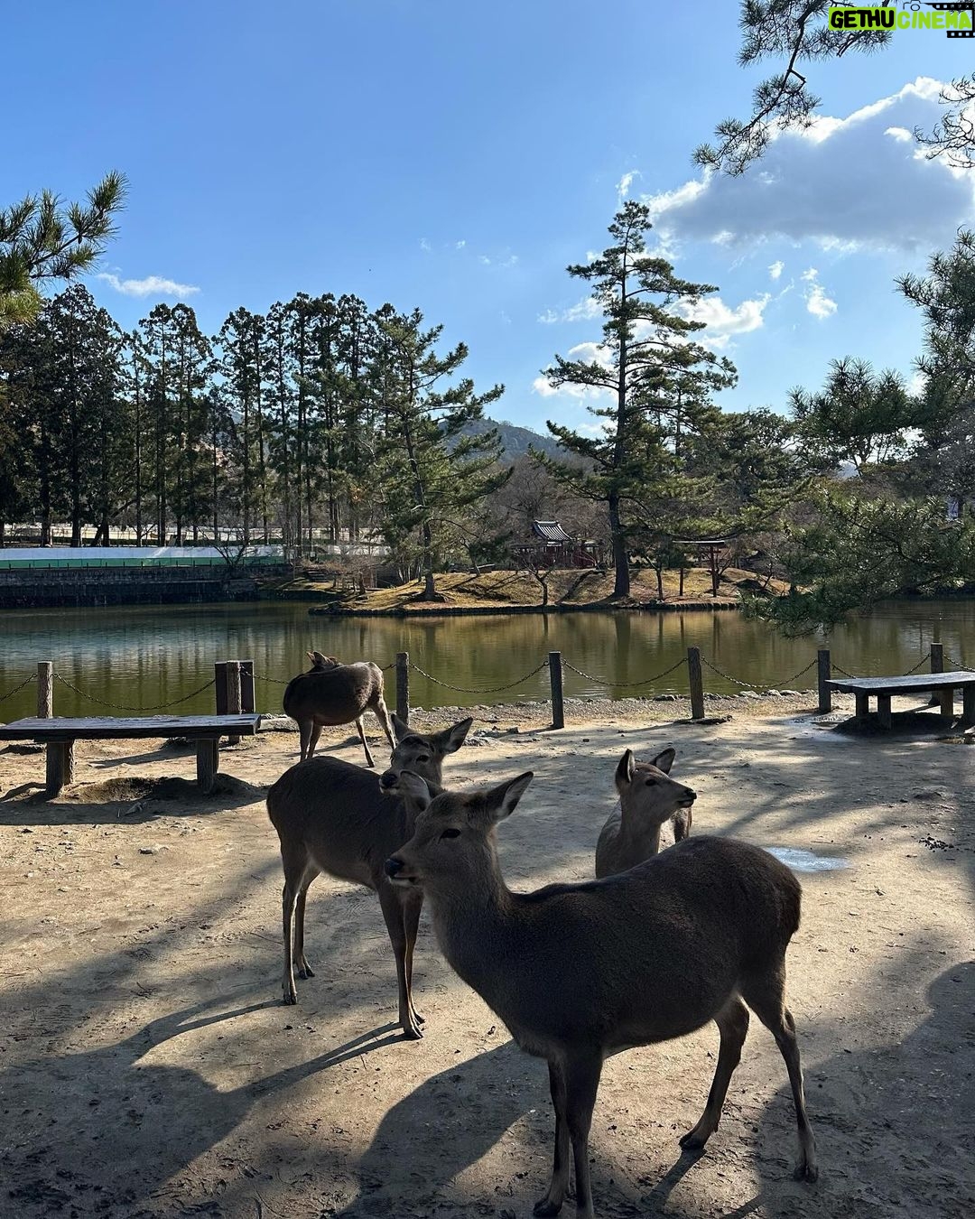 María Chacón Instagram - De los días más bonitos. 🦌🌲🤍 Haciendo feliz a la de la última foto 🥹🤍 Nara Park, Japan
