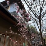 María Chacón Instagram - la magia de Kyoto 🌸 Kyoto, Japan