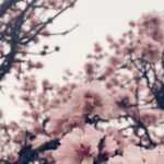 María Valverde Instagram - 🌸