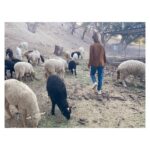 María Valverde Instagram - Contando ovejas 🐑🐑🐑... ----- Counting sheep 🐑🐑🐑... #ADayInTheFarm