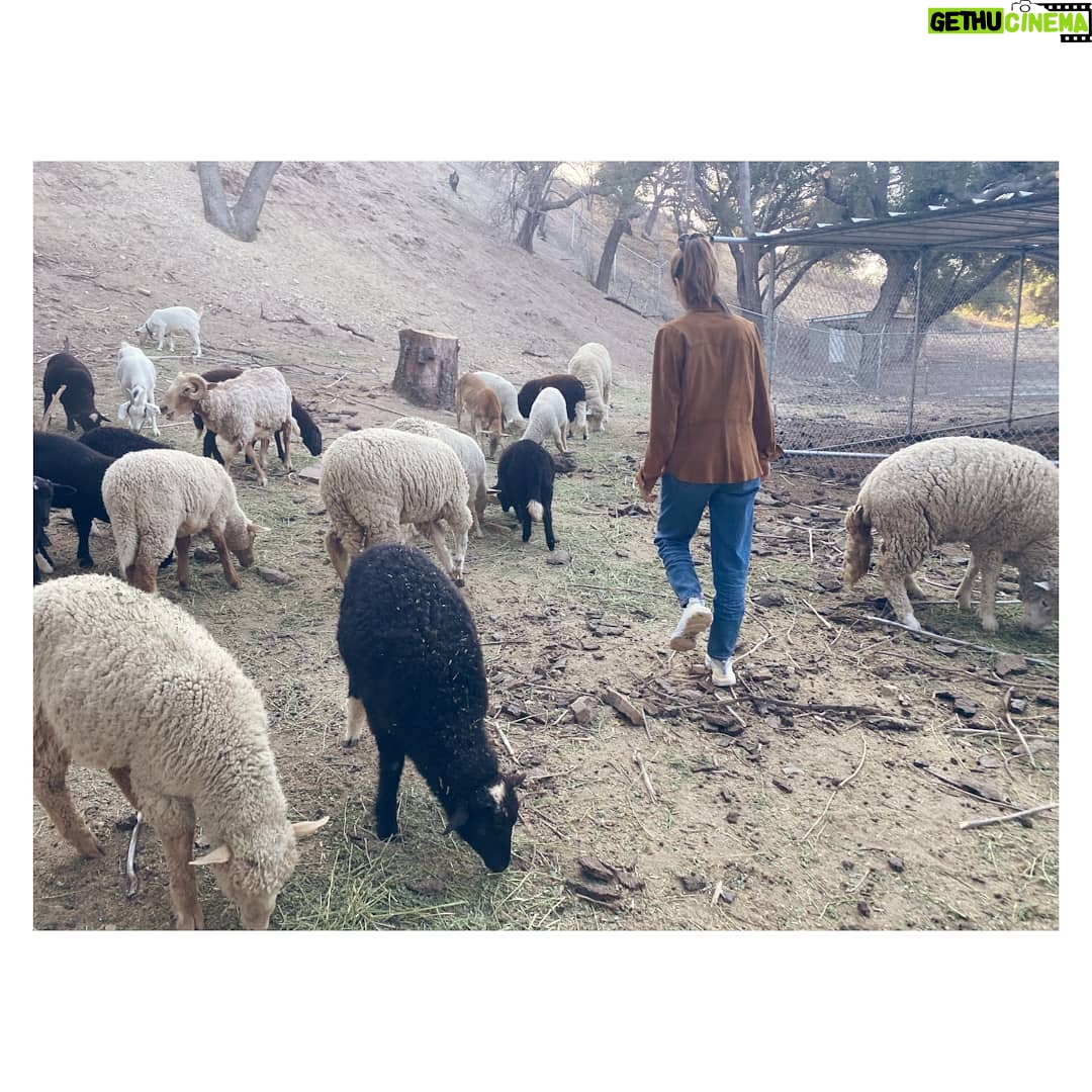 MarΓa Valverde Instagram - Contando ovejas πππ... ----- Counting sheep πππ... #ADayInTheFarm
