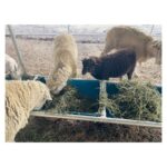 María Valverde Instagram - A day in the farm 😊.