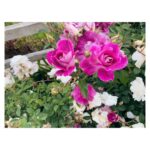 María Valverde Instagram - Es ver las flores del jardín y llenarme de energía 🌸🏵️🌼🌷🌺 When I see the flowers of the garden I feel full of energy 🌸🏵️🌼🌷🌺