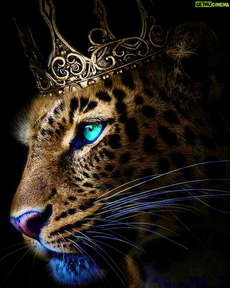 Marina Alobaidi Instagram - 🐆👑〽️ . . . By : @daniella.moffet
