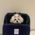 Max Changmin Instagram - 빼꼼🐶