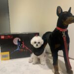 Max Changmin Instagram - 세상에 세상에..! 배트맨 박스 포장부터 너무 멋지다... with 배트견 심버찌🐶 #lego #batman #legokorea #레고코리아 #레고
