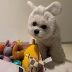 Max Changmin Instagram - 우리 댕댕이님 장난감 쇼핑중🐶🎶 #개신남🐶
