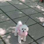 Max Changmin Instagram - Beautiful weather☀️🐶