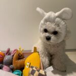 Max Changmin Instagram - 우리 댕댕이님 장난감 쇼핑중🐶🎶 #개신남🐶