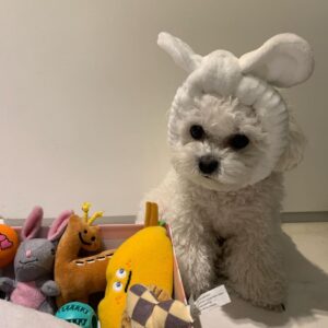Max Changmin Instagram - 우리 댕댕이님 장난감 쇼핑중🐶🎶
#개신남🐶